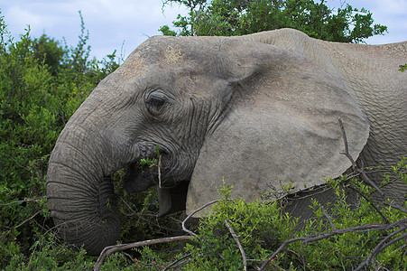 大象喂食食草耳朵荒野动物哺乳动物野生动物区系巨头象牙濒危图片