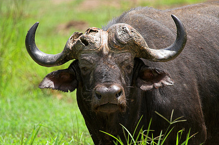 Buffalo 纵向统治力食草野生动物动物哺乳动物区系巨头力量植物动物群图片