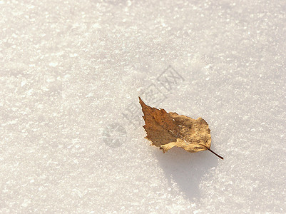 雪上叶子阴影季节火花桦木悲哀光泽白色孤独墙纸黄色图片