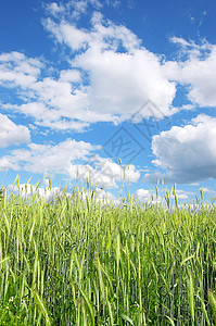 黑麦耳朵收成植物蓝色农业场地稻草绿色谷物面包图片