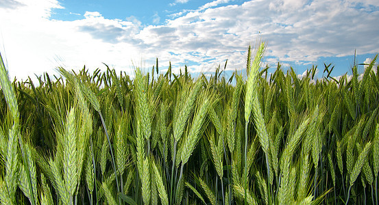 黑麦场地蓝色农作物生长绿色面包耳朵农业收成谷物图片