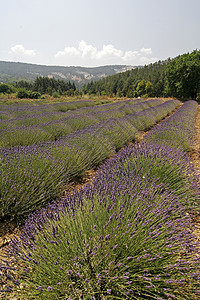 普罗旺斯的紫菜田薰衣草蓝色风景花田地貌场地图片