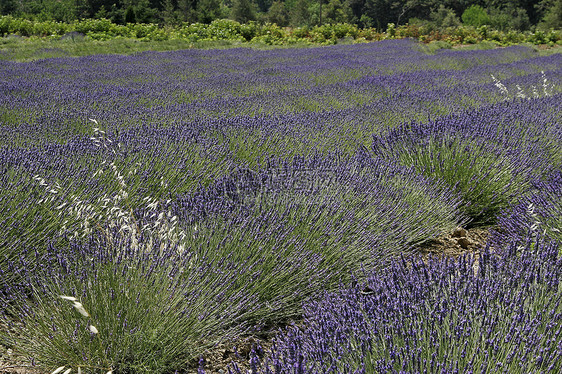 普罗旺斯的紫菜田地貌场地花田蓝色薰衣草风景图片