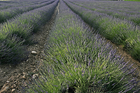 普罗旺斯的紫菜田场地风景花田薰衣草蓝色地貌图片