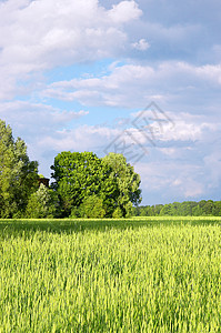 黑麦耳朵种子农田天空生长面包食物蓝色粮食谷物图片