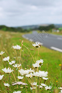 国家公路旅行路面农田曲线车削运输农村场地道路雏菊高清图片