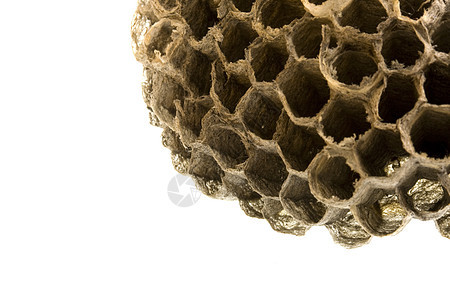 空黄蜂巢背景图片