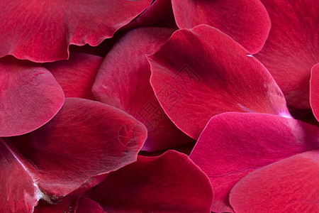 红玫瑰花瓣玫瑰紫色浪漫天鹅绒图片