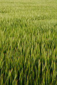 绿野农村场地植物收成农业稻草粮食植物群生长食物图片