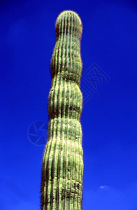 萨瓜罗仙人掌沙漠植物背景图片