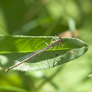 飞龙天线蓝色蜻蜓宏观打猎电影动物眼睛害虫昆虫图片