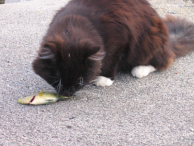 猫和鱼食物毛皮尾巴沥青黑色码头钓鱼自然白色灰色图片