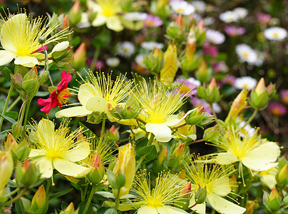 高积分花瓣花园黄色雄蕊花粉假山图片