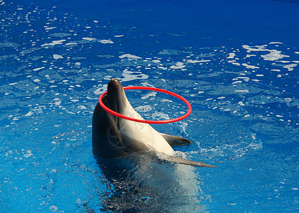 海豚马戏团数字图片