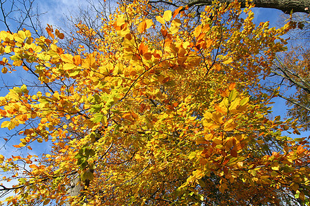 秋季黄色森林树叶木头背景图片