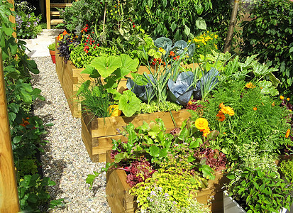 拨款分配额种植园食物菜地园艺青菜花园菜园蔬菜植物生命图片