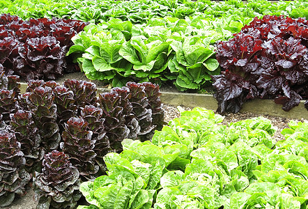 拨款分配额青菜生命食物菜地园艺花园种植园菜园植物蔬菜图片