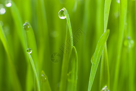 小麦苗苗草药农业小麦区系养分影棚绿色草本植物健康饮食生活方式图片
