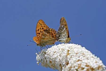 阿金尼斯帕皮亚 银洗的弗里蒂拉里 凯森泰尔橙子蝴蝶蓝天失语者斑点图片