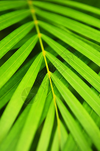 棕树树叶植物活力宏观热带生活环境生态绿色植物花园生长图片