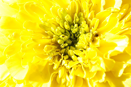 马里金植物年度花园黄色花瓣背景图片