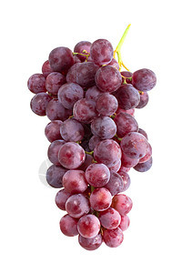 葡萄群集水果收成葡萄园种植者藤蔓生长植物生产浆果酿酒师图片