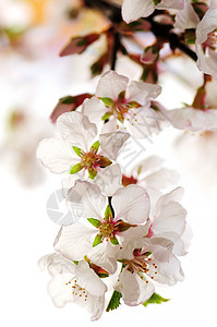 粉红樱花花植物压痛柔软度花朵果园花瓣园艺水果植物学植物群图片