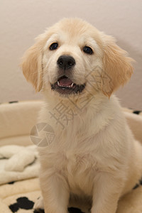 黄金寻金小狗犬类动物群家畜动物宠物家庭图片