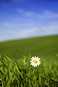 白驴场地花园花瓣草地植物群场景蓝色草本植物宏观天空图片