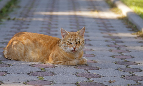 那只猫猫科动物胡同院子花园棕色手表宠物路面警报哺乳动物图片