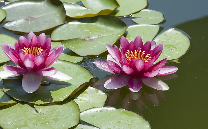 两张红百合叶子花园水生植物公园植物太阳青蛙反射睡莲池塘图片