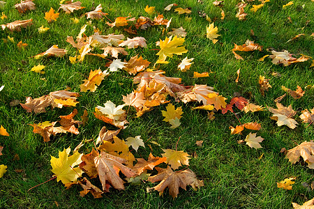 彩色叶叶背景森林小径叶子自行车金子纹理琥珀色橙子风景静脉图片