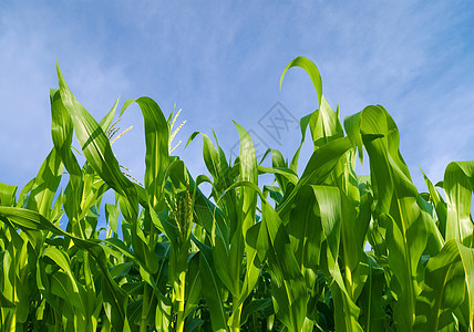 玉米田天气植物蓝色食物天空天堂野生动物气候场地图片