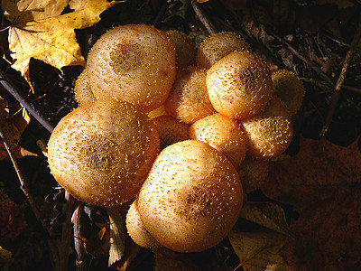 林中一群美味的蘑菇图片
