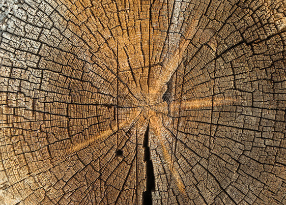砍树树干纹理特写生态季节性烧伤松树林业木材棕色森林国家环境图片