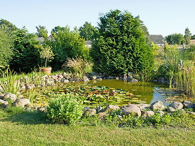 美丽的有水百合花的花园鱼池图片