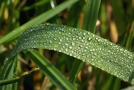 滴水滴宏观绿色背景图片