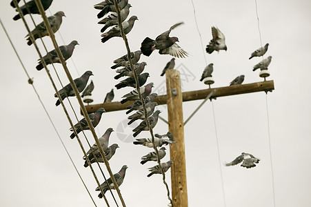 无线电线上的鸽子图片