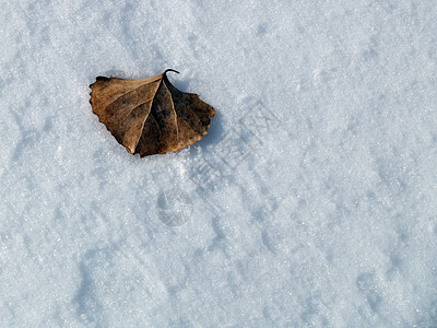 叶与雪图片