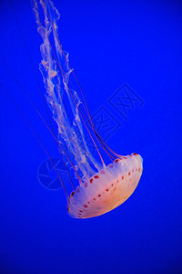 水母鱼动物海洋橙子蓝色图片