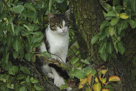 树上有猫小猫荒野植物宠物叶子公园图片