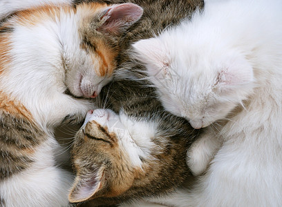沉睡猫小憩头发哺乳动物虎斑说谎猫咪小猫猫科动物睡眠图片