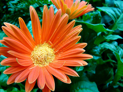 橙色花朵叶子花园树叶绿色橙子背景图片