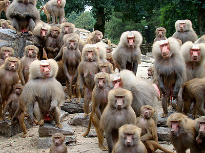 狒狒动物哺乳动物猴子灰色图片