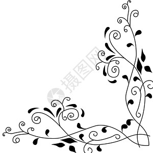 佛罗罗罗洛可比较背景背景白色树叶叶子角落黑色繁荣装饰品植物框架图片