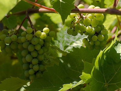 葡萄酒种植园水果生长食物酿酒农村葡萄园葡萄环境藤蔓图片