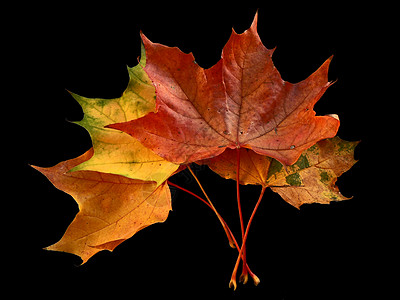 秋叶红色橙子黄色季节黑色树叶背景图片