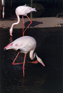 上海动物园鸟类绿色动物哺乳动物高清图片