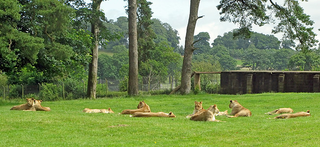 狮子会毛皮哺乳动物动物鬃毛公园说谎野生动物荒野动物园图片