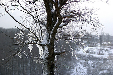 雪中树木风暴村庄太阳毯子季节孤独雪景树叶海岸暴风雪图片